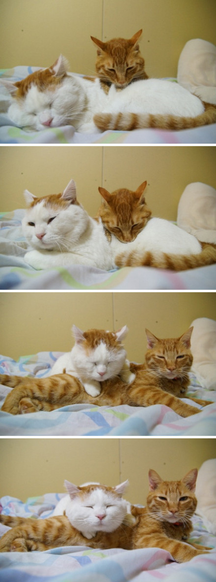 636e521cgw1e050x81nj1j