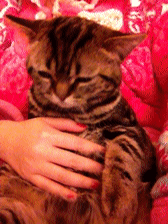 6d135abbjw1e04obwwnsxg