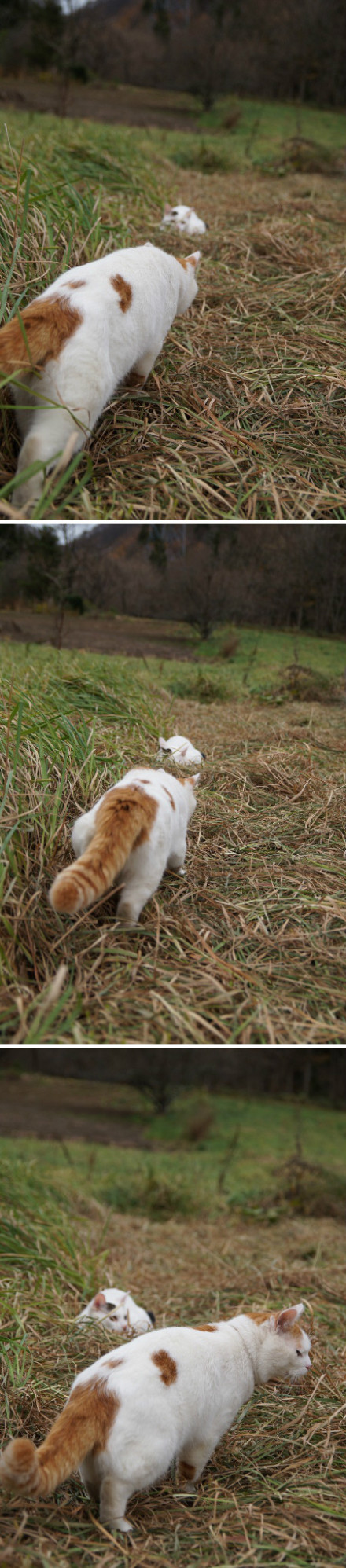 6e563e84jw1e0505ck42rj