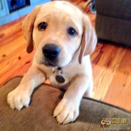 11605637_1200x1000_0