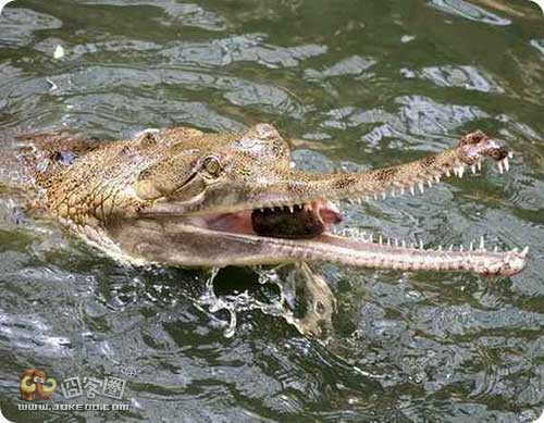 稀奇古怪的动物集合(三)-囧客圈