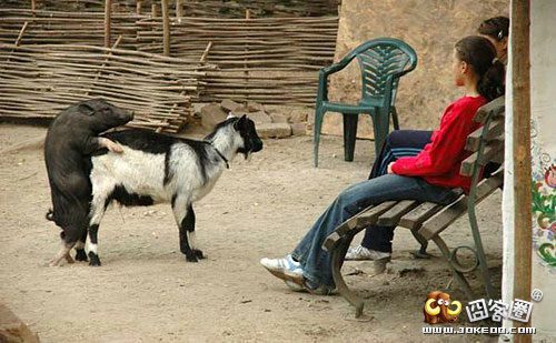彪悍奔放的动物们-囧客圈