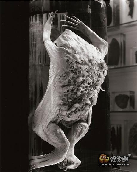 战胜呕吐:来一起克服密集物恐惧症吧(三)-囧客圈