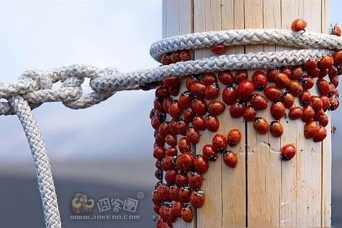 战胜呕吐:来一起克服密集物恐惧症吧(四)-囧客圈