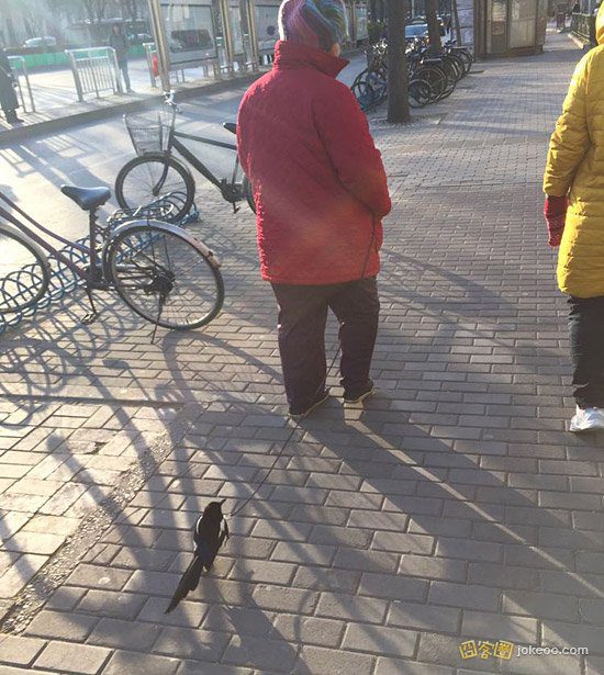 颤抖吧 奇葩们!-囧客圈