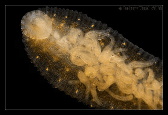 29J_AR1kRD8kjIc2jxIzxt02jjuhEdquSAQRlucf_iYmAgAAegEAAFBO