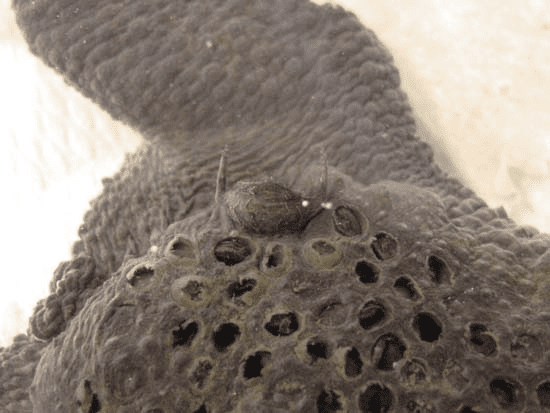 5Q_1SA1PF8dWYpmiJJpU2r1f0mA6UdLc_xbwXU9zST0mAgAAnQEAAFBO