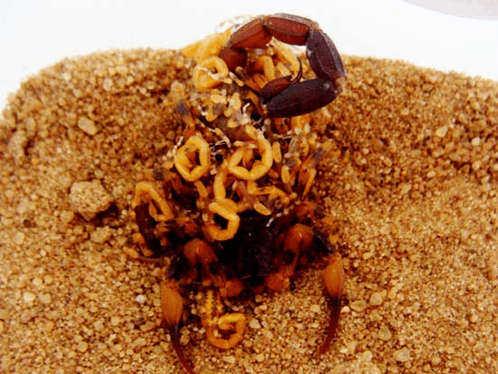 7R5M0zdeUdkcd4H3AlLjS4F3WgfZmnZ1RsNsgpnax5wmAgAAnQEAAFBO