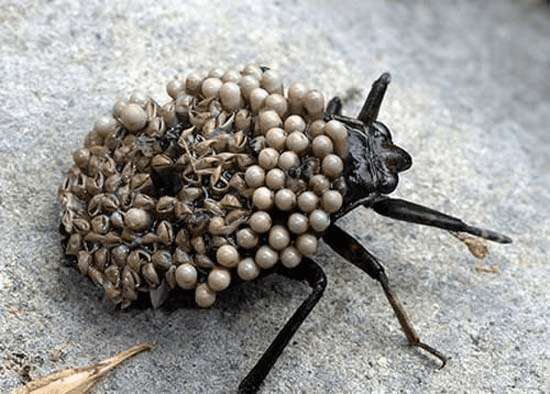 DMXscYZwZU-GLlzTfJUnop5IWwlkmoLZqYKZjmZa61kmAgAAigEAAFBO