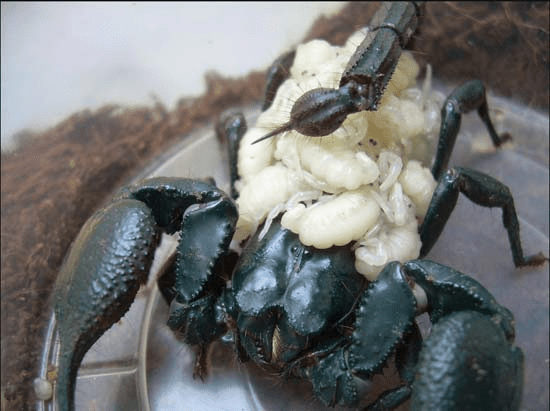 TBB62qQ9wP3T6QBvtnyHerVollJ6OnZV3C67KIu1c0mAgAAmwEAAFBO