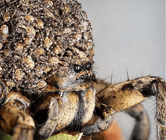 V6uh1cxT0Pjie7QDj63wg07sqTq8DakLnbImyRQe2GcmAgAA0QEAAFBO