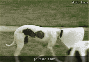 图片[5]-囧客圈祝大家元旦新年快乐!-囧客圈