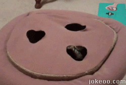 图片[1]-猫天生都爱钻盒子么…-囧客圈