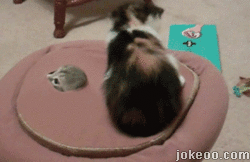 图片[2]-猫天生都爱钻盒子么…-囧客圈