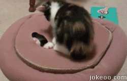 图片[3]-猫天生都爱钻盒子么…-囧客圈