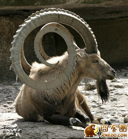 图片[1]-神级的二货们-囧客圈