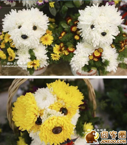 图片[1]-狗狗-囧客圈