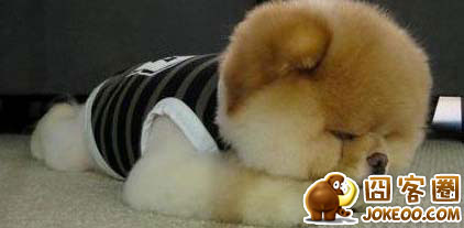 图片[3]-狗狗-囧客圈