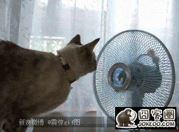 图片[2]-贱猫,贱猫!!-囧客圈