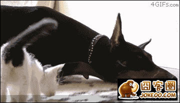 图片[3]-贱猫,贱猫!!-囧客圈