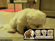 图片[2]-虾爷果然还是喜欢狗多一点-囧客圈