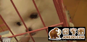 图片[4]-虾爷果然还是喜欢狗多一点-囧客圈