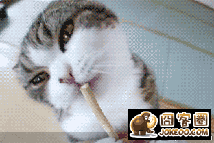 图片[4]-贱猫,贱猫!!-囧客圈