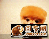 图片[5]-虾爷果然还是喜欢狗多一点-囧客圈