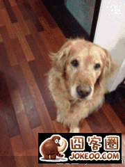 图片[7]-虾爷果然还是喜欢狗多一点-囧客圈