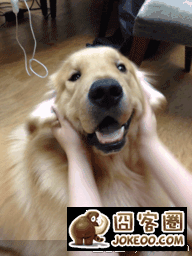 图片[8]-虾爷果然还是喜欢狗多一点-囧客圈