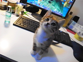 图片[7]-贱猫,贱猫!!-囧客圈