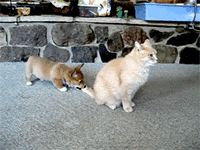 图片[8]-贱猫,贱猫!!-囧客圈