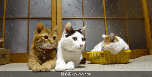 图片[1]-狗狗猫猫集合 2012-11-20-囧客圈