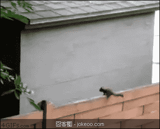 图片[2]-萌物集结号,老外很多人喜欢刺猬啊!-囧客圈