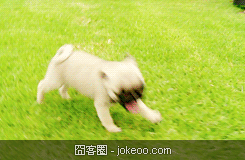 图片[3]-狗狗猫猫集合 2012-11-20-囧客圈