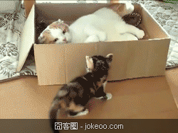 图片[4]-狗狗猫猫集合 2012-11-20-囧客圈