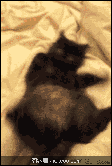 图片[5]-狗狗猫猫集合 2012-11-20-囧客圈