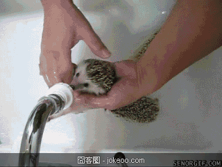 图片[5]-萌物集结号,老外很多人喜欢刺猬啊!-囧客圈