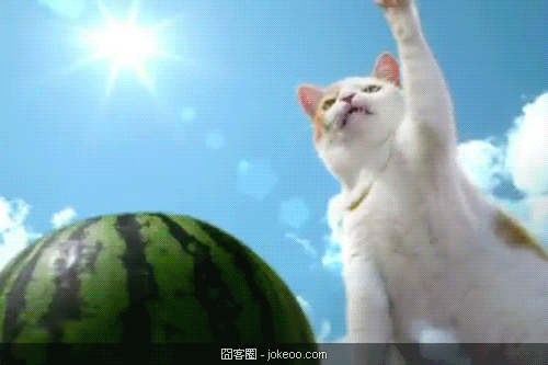 图片[1]-萌物集中营 2012-11-24-囧客圈