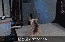 图片[3]-萌物集中营 2012-11-24-囧客圈