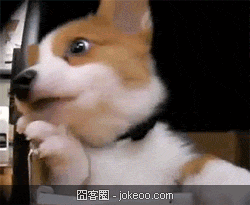 图片[1]-汪星人前来卖萌-囧客圈