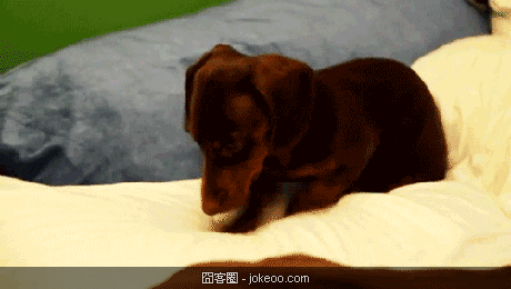 图片[1]-喵星人与汪星人的卖萌世界 2012-11-26-囧客圈