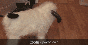 图片[3]-喵星人与汪星人的卖萌世界 2012-11-26-囧客圈