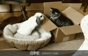 图片[4]-喵星人与汪星人的卖萌世界 2012-11-26-囧客圈