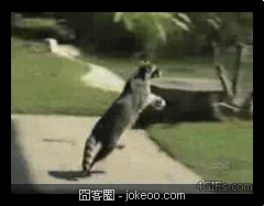 图片[5]-喵星人与汪星人的卖萌世界 2012-11-26-囧客圈