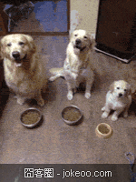 图片[1]-阿猫阿狗一起卖萌-囧客圈