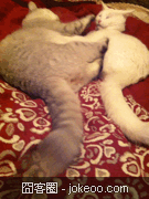 图片[2]-阿猫阿狗一起卖萌-囧客圈