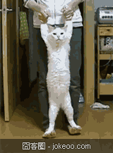 图片[3]-阿猫阿狗一起卖萌-囧客圈