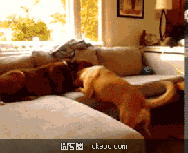 图片[4]-阿猫阿狗一起卖萌-囧客圈