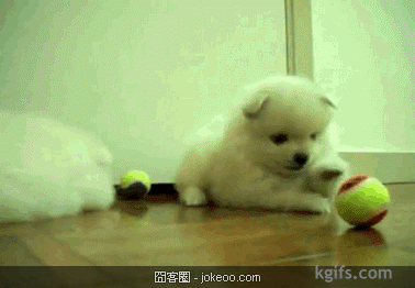 图片[5]-阿猫阿狗一起卖萌-囧客圈